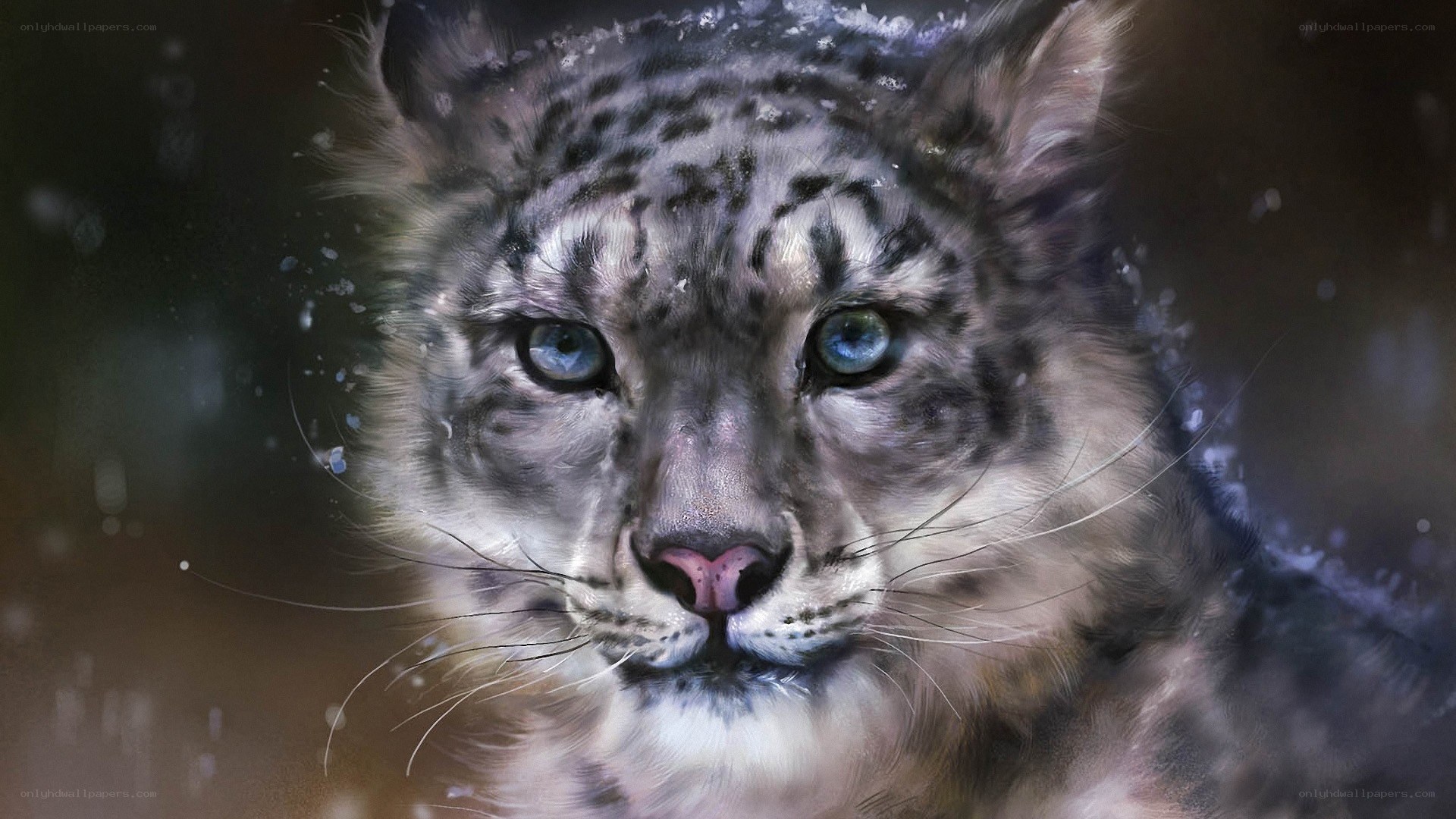 snow leopard in snow
