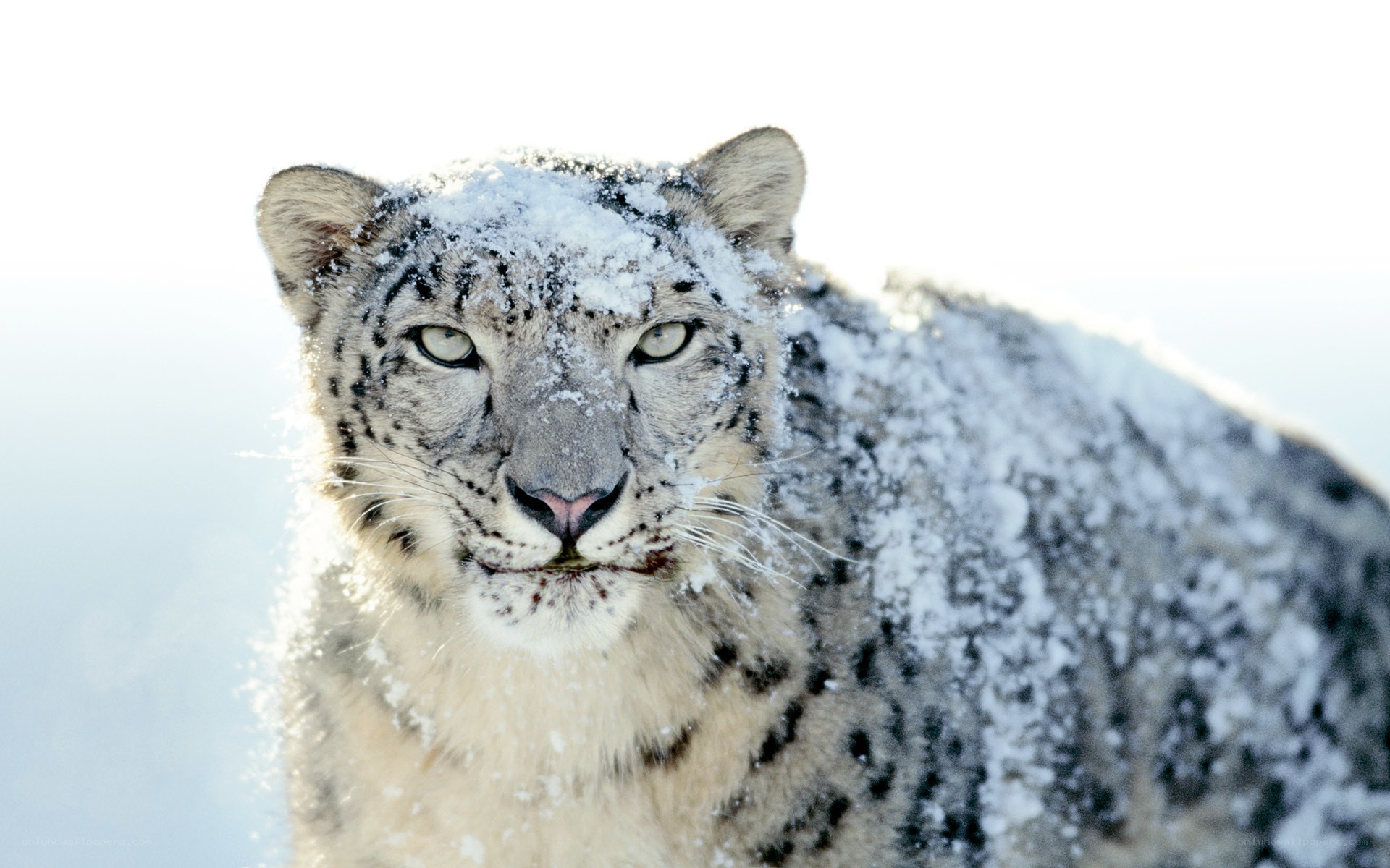 Snow leopard in snow
