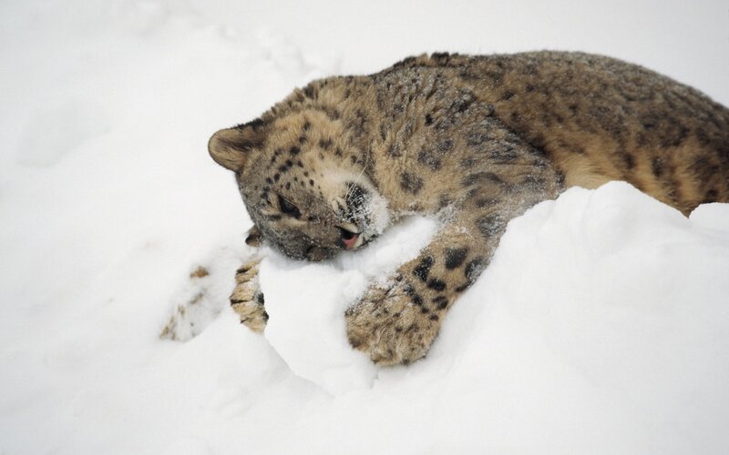Snow leopard in snow