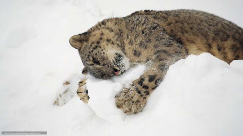 Snow leopard in snow