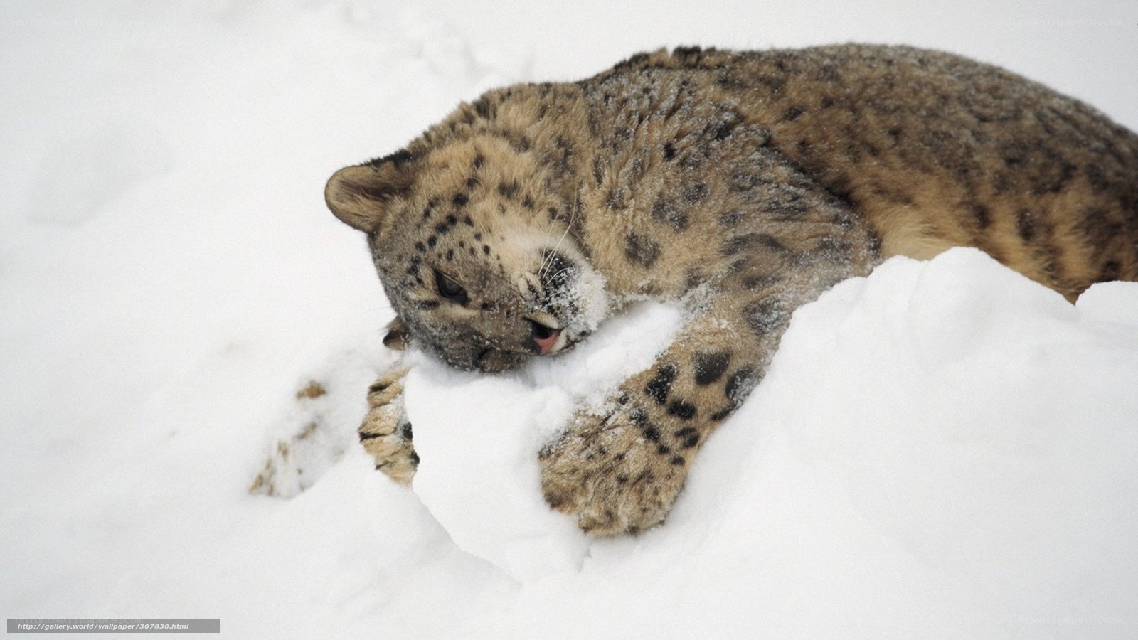 Snow leopard in snow