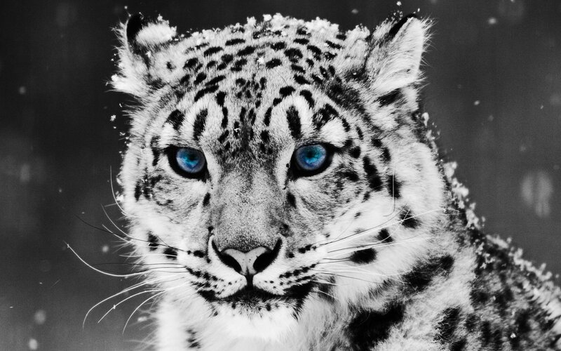 Snow leopard in snow