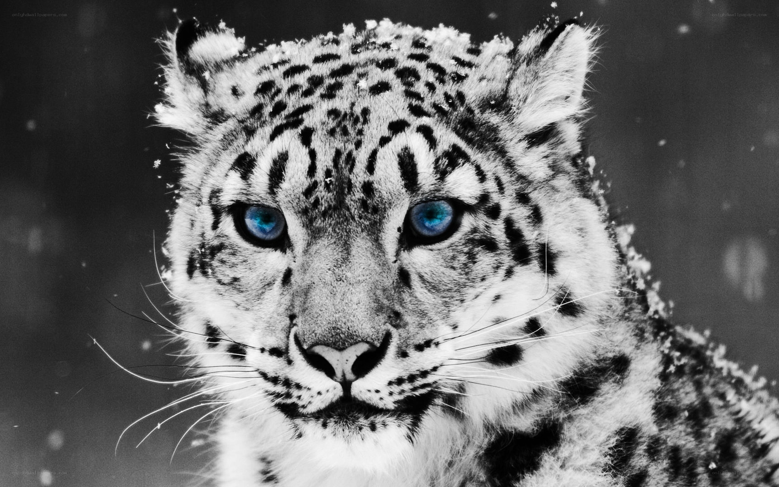 Snow leopard in snow