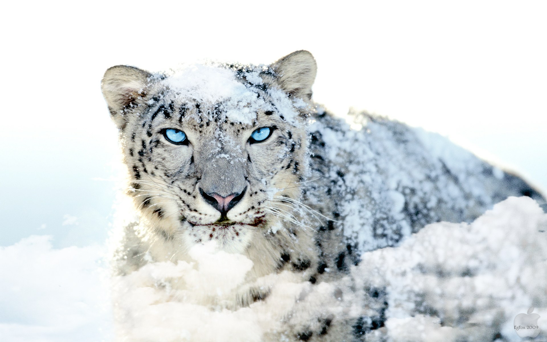 snow leopard in snow
