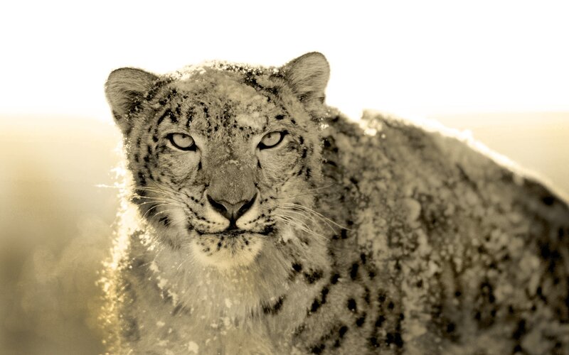 snow leopard in snow