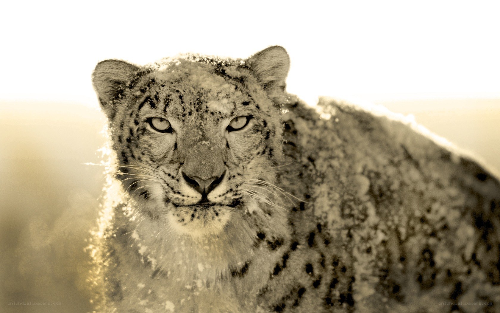 snow leopard in snow
