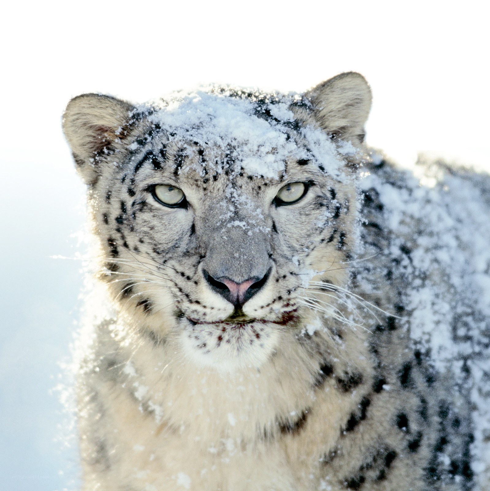 Snow leopard in snow