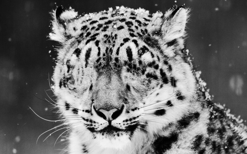Snow Leopard in Snow — Black, Calm