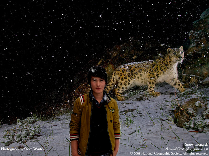 Snow Leopard in Snow — Black, Dramatic, Night