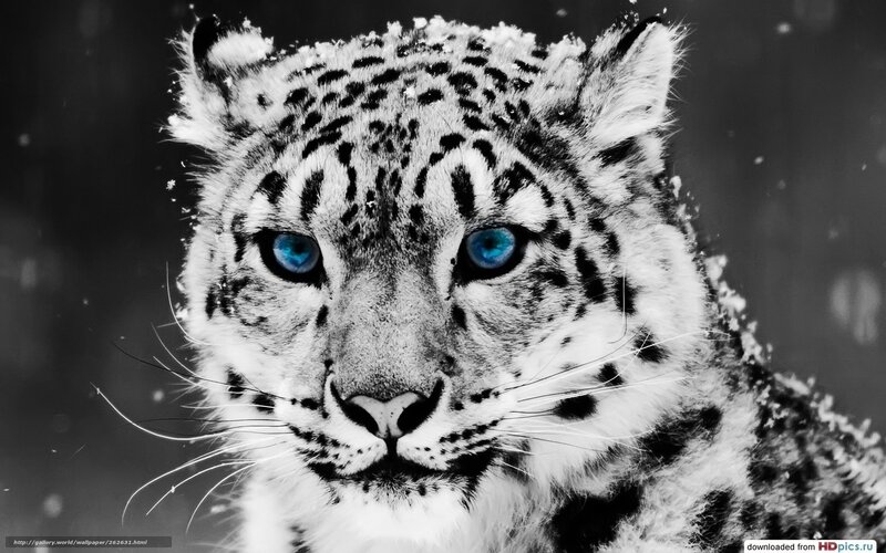 Snow Leopard in Snow — Black, Dramatic, Winter, Photograph, Eyes