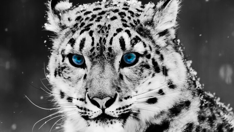 Snow Leopard in Snow — Black, Dramatic, Winter, Photograph