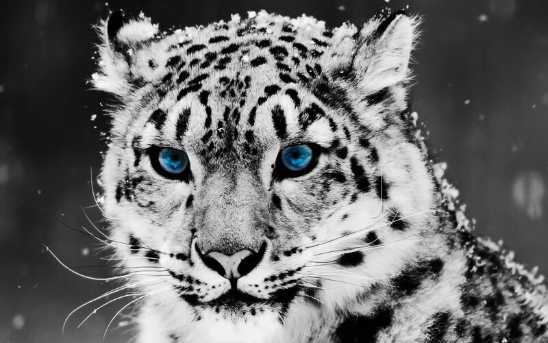 Snow Leopard in Snow — Black, Intense, Winter, Photograph