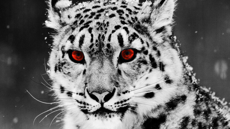 Snow Leopard in Snow — Black, Intense, Winter