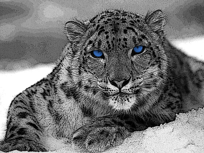 Snow Leopard in Snow — Black