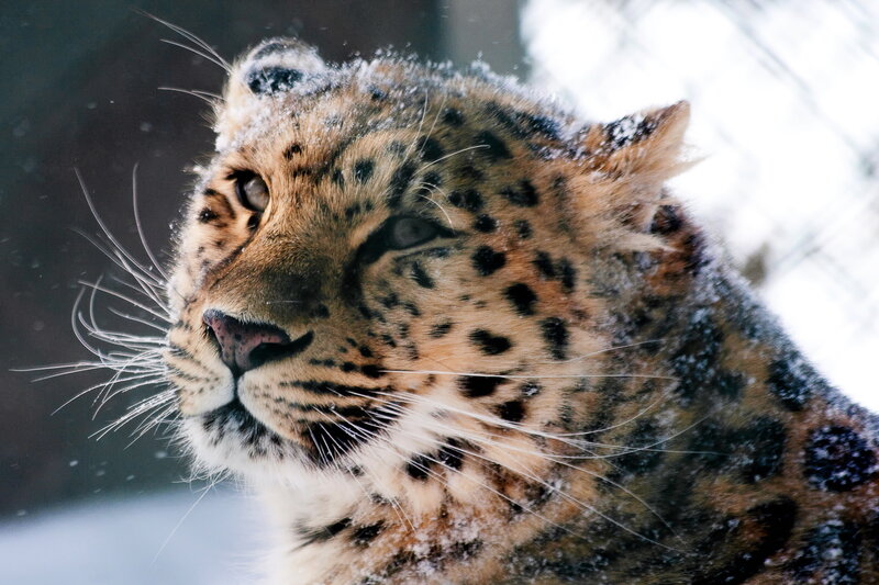 Snow Leopard in Snow — Brown, Cold