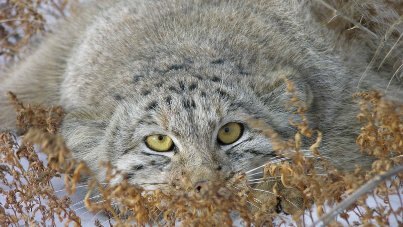 Snow Leopard in Snow — Gray, Alert