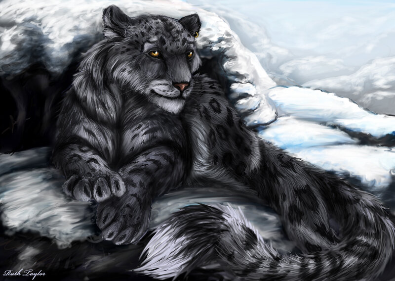 Snow Leopard in Snow — Gray, Calm