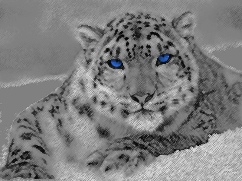 Snow Leopard in Snow — Gray