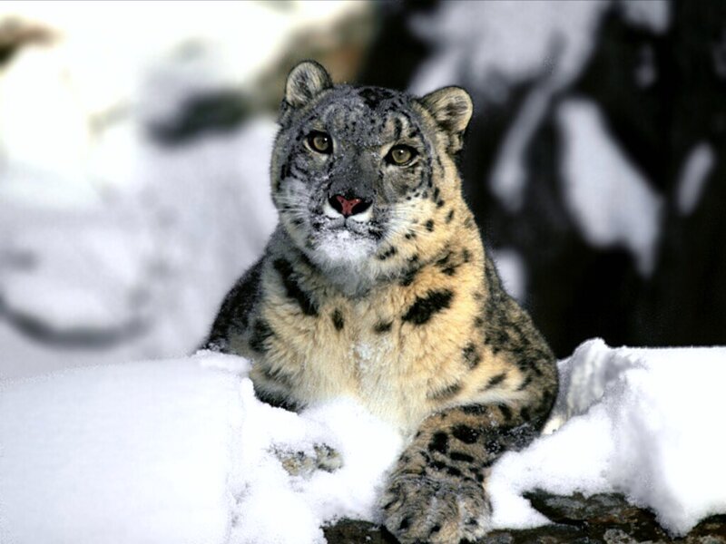 Snow Leopard in Snow — Mountain