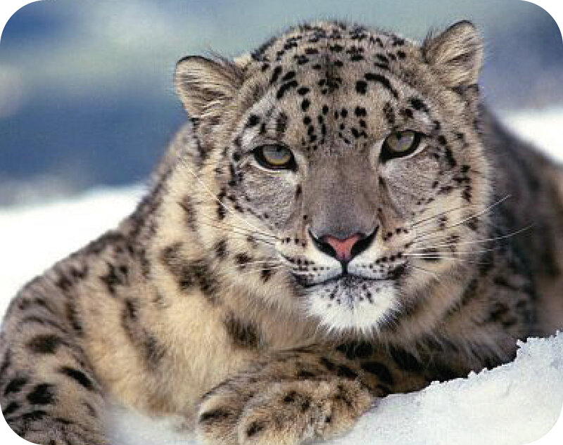 Snow Leopard in Snow — Mountains, Gray