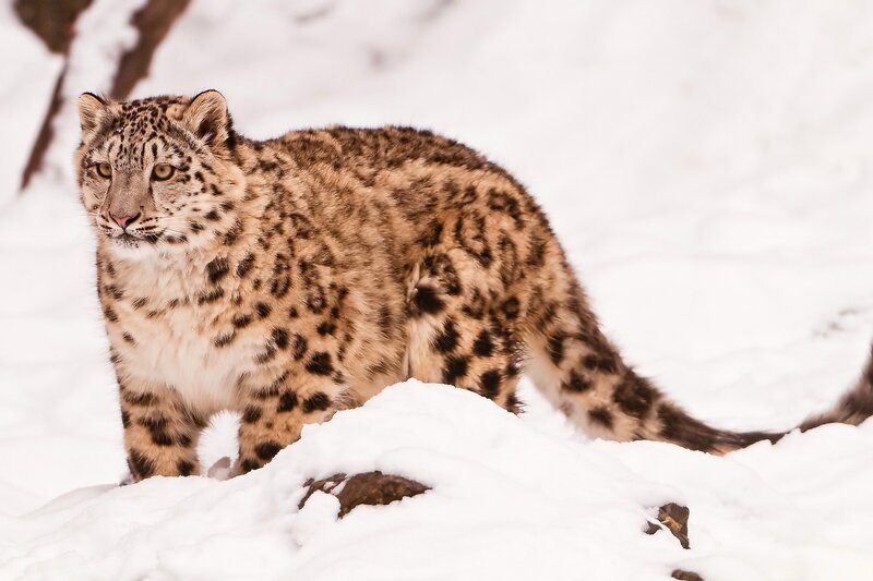 Snow Leopard in Snow — Rock