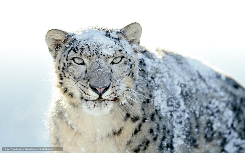 Snow leopard in snow