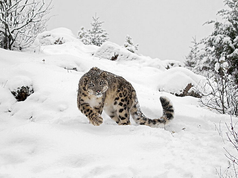 Snow Leopard in Snow — White, Alert