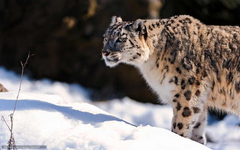 Snow Leopard in Snow — White, Alert, Winter, Photograph, Branch