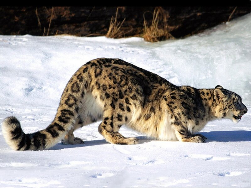 Snow Leopard in Snow — White, Alert, Winter, Photograph, Mountain, Tail