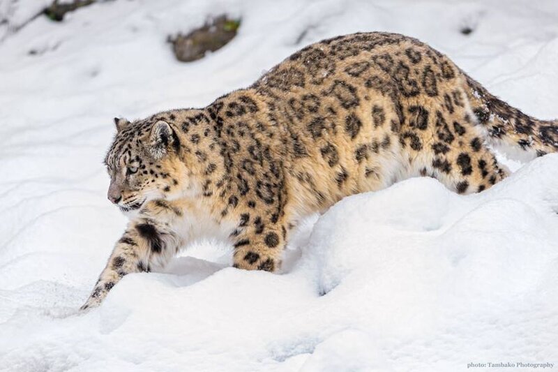 Snow Leopard in Snow — White, Alert, Winter, Photograph, Mountain