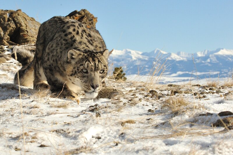 Snow Leopard in Snow — White, Alert, Winter, Photograph, Mountains