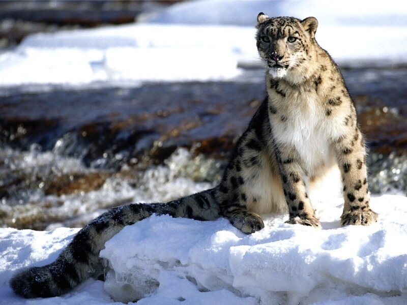 Snow Leopard in Snow — White, Alert, Winter, Photograph, River, Rock, Black