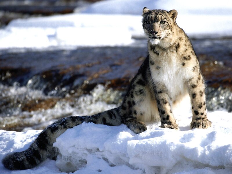Snow Leopard in Snow — White, Alert, Winter, Photograph, River