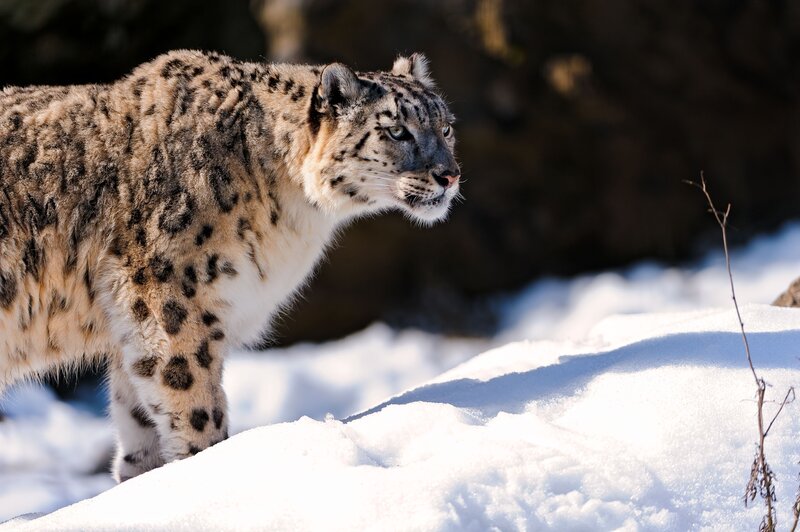 Snow Leopard in Snow — White, Alert, Winter, Photograph, Rock, Branch, Gray