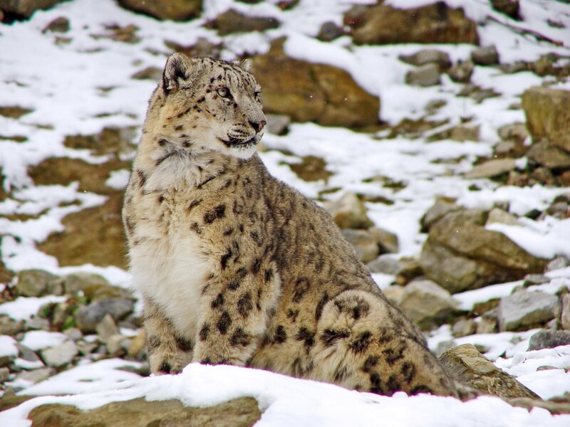 Snow Leopard in Snow — White, Alert, Winter, Photograph, Rocks