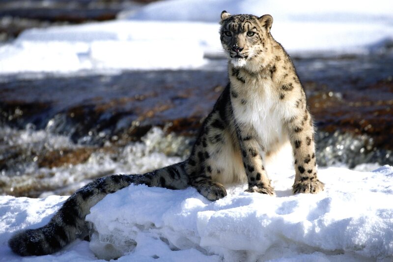Snow Leopard in Snow — White, Alert, Winter, Photograph