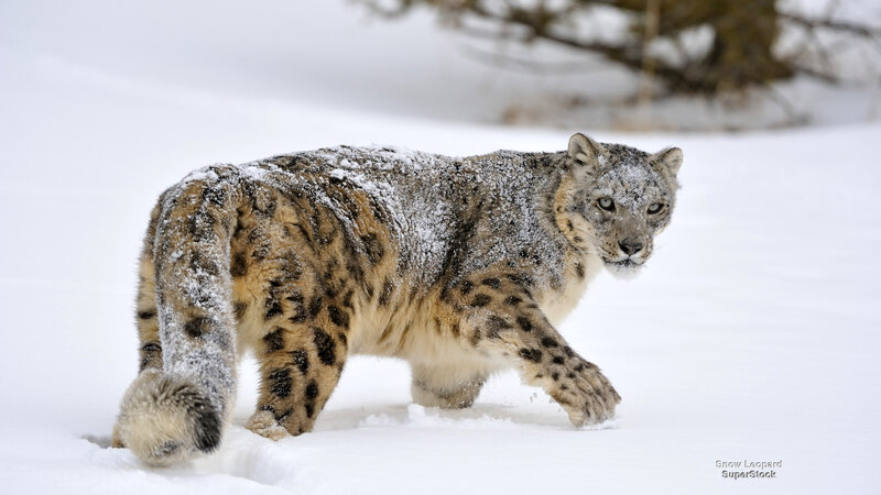 Snow Leopard in Snow — White, Alert, Winter, Photograph, Trees