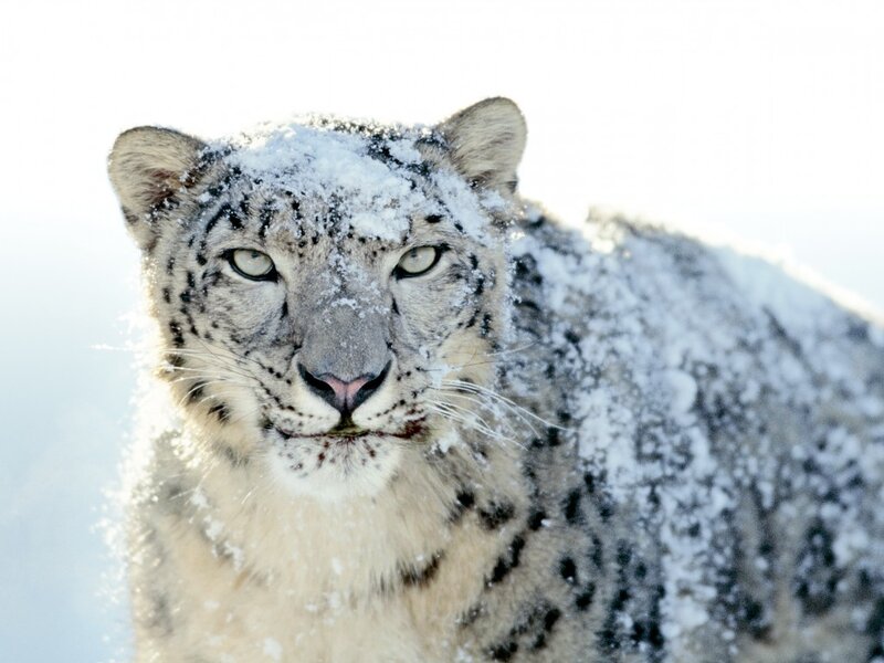 Snow Leopard in Snow — White, Calm