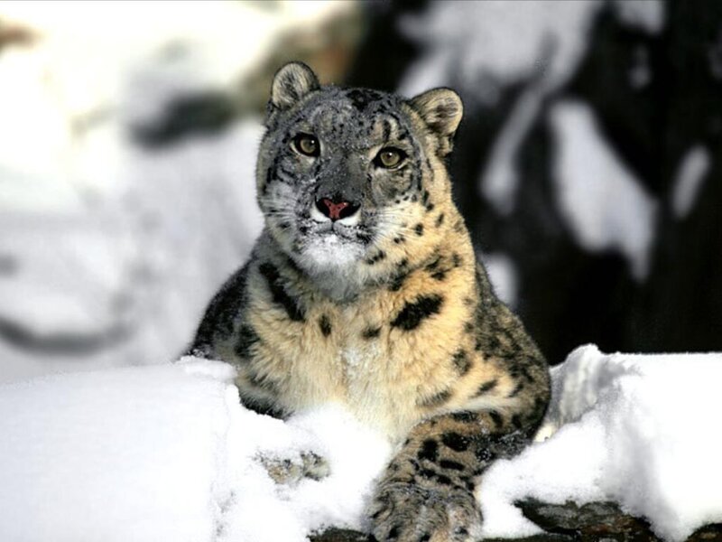 Snow Leopard in Snow — White, Calm, Winter, Photograph, Mountain