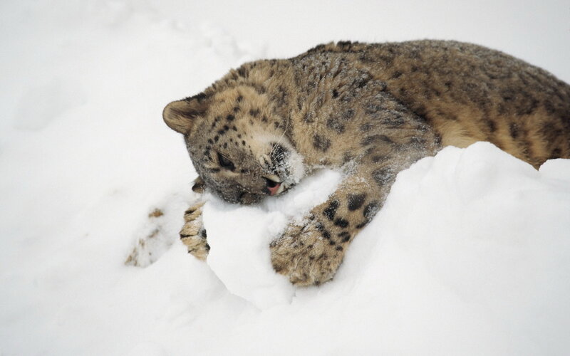 Snow Leopard in Snow — White, Calm, Winter, Photograph, Paws