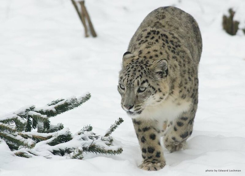 Snow Leopard in Snow — White, Calm, Winter, Photograph, Pine Branches