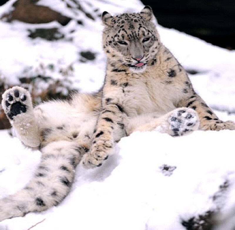 Snow Leopard in Snow — White, Calm, Winter, Photograph, Rock