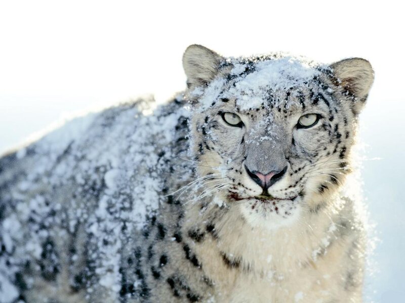 Snow Leopard in Snow — White, Calm, Winter, Photograph
