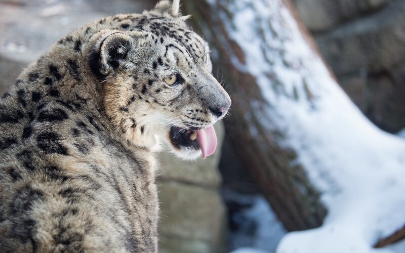 Snow Leopard in Snow — White, Calm, Winter, Photograph, Tree Trunk