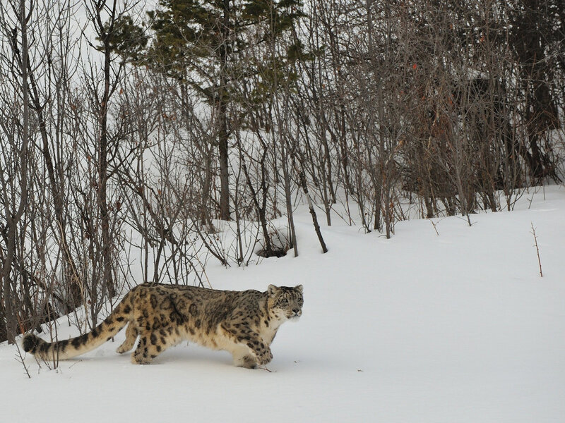 Snow Leopard in Snow — White, Calm, Winter, Photograph, Trees