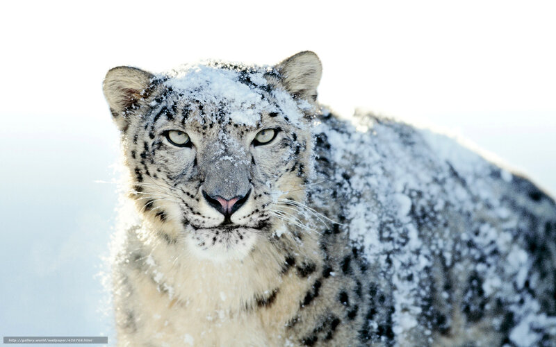 Snow Leopard in Snow — White, Calm, Winter, Photograph, White Background