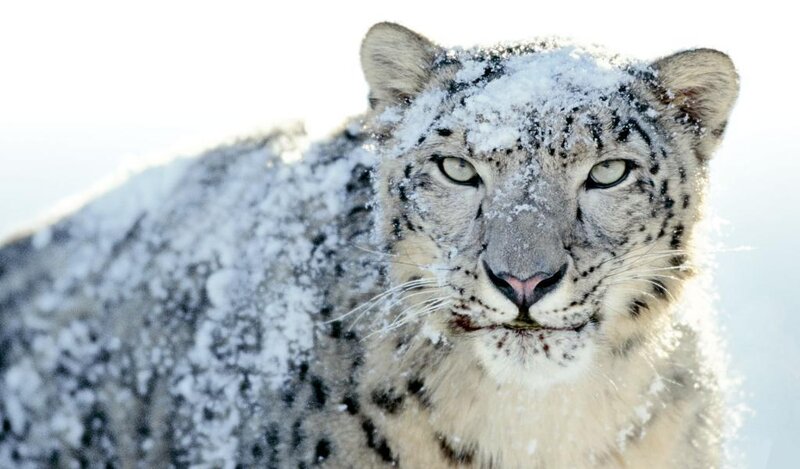 Snow Leopard in Snow — White, Calm, Winter