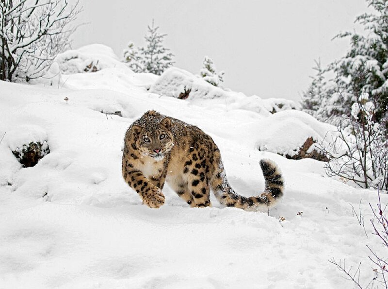Snow Leopard in Snow — White, Cold