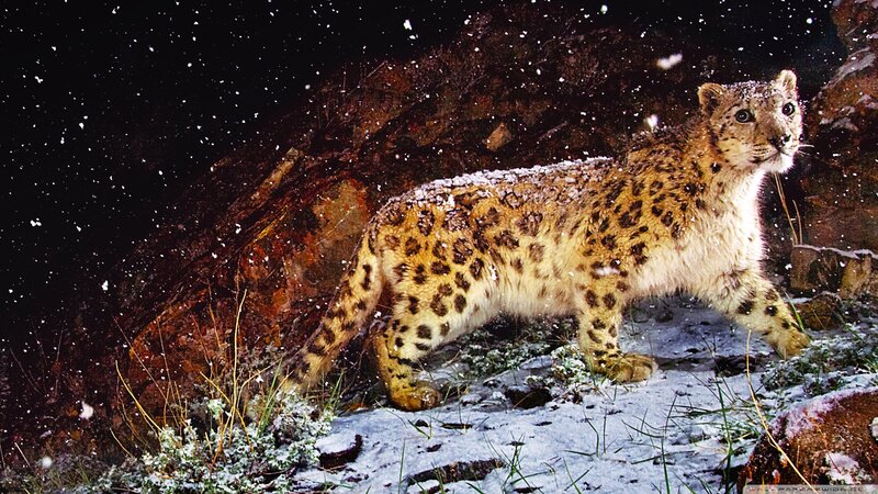 Snow Leopard in Snow — White, Dramatic, Night