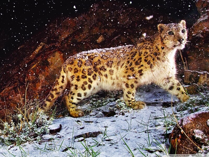 Snow Leopard in Snow — White, Dramatic